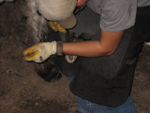 Farrier trimming donky hoof
