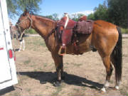 Bandero Saddled and ready to ride