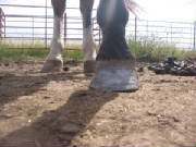 Front view of Bandero's left front hoof before barefoot trimming