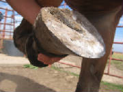 Bandero's flat sole reveals the degree of rotation and sinking within the hoof capsule