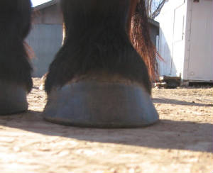 beautiful front foot on a draft horse