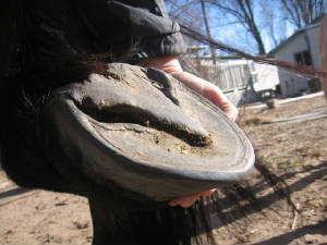 Sole view of a very healthy draft hoof