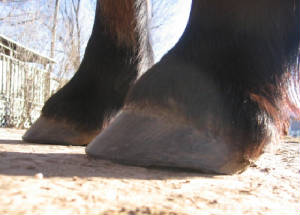 Lateral view of a beautiful draft hoof