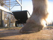 Lateral view of the left front hoof