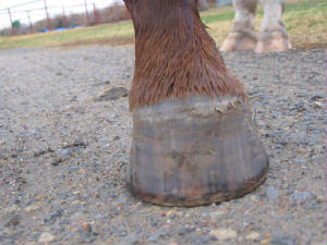 Dorsal view of left frong hoof