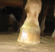 Dorsal view of the hoof