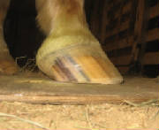 lateral view of the right front hoof