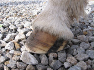 Left front hoof, lateral view