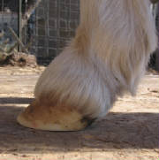 Lateral view of the healthier hoof on Snapple