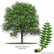 Illustration of Black Walnut Tree