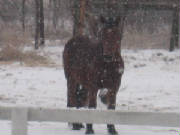 draft horse in snow