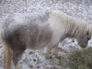 Snow on hairy pony
