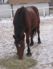 Draft horse munching on hay in snow