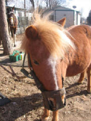 Properly Fitted Grazing muzzle on pony