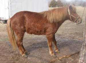 Stance of a pony in acute laminitis.jpg