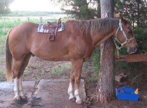 Ridiculously small saddle on full size horse