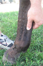 Close up of squeezing the tendon to pick up the hoof