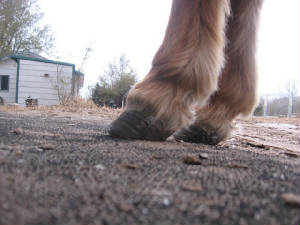 Lil Bit hooves 9 months after the before pic